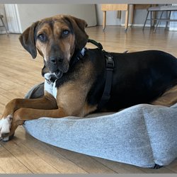 Woof Wisdom - Mr H on his bed.