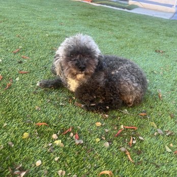 Pawsitive Grooming - "Before" - Pet Groomers Near Me Pawsitive Grooming - "Before" - Pet Groomers Near Me