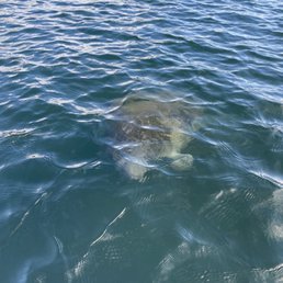 Baby manatee! Baby manatee!
