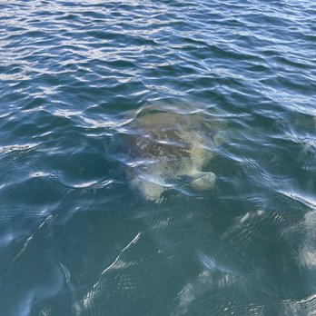 Plantation Adventure Center - Baby manatee! - Dive Shops Near Me - Crystal River, Florida Plantation Adventure Center - Baby manatee! - Dive Shops Near Me - Crystal River, Florida