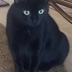 The Pet Sitter - Bella