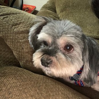 Pet Salon - Pet Groomers Near Me - Mentone, California Pet Salon - Pet Groomers Near Me - Mentone, California