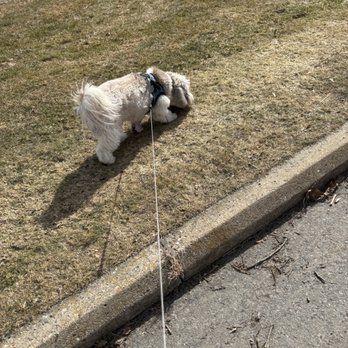 Bee Pet Care - Dog Walkers Near Me - Rochester, New Hampshire