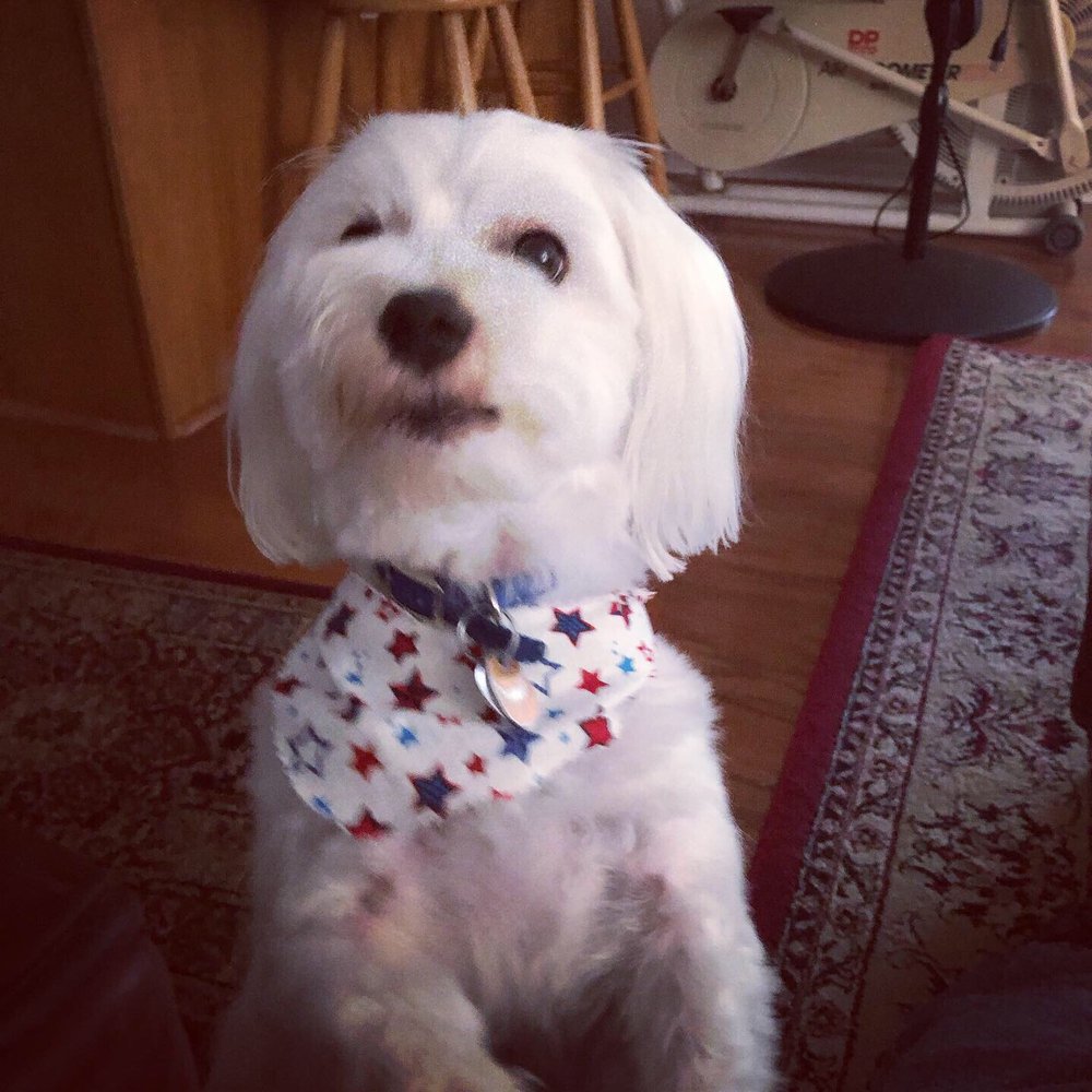 K9 SPLASH N DASH 14 Photos & 27 Reviews 2876 Gulf Breeze Pkwy, Gulf