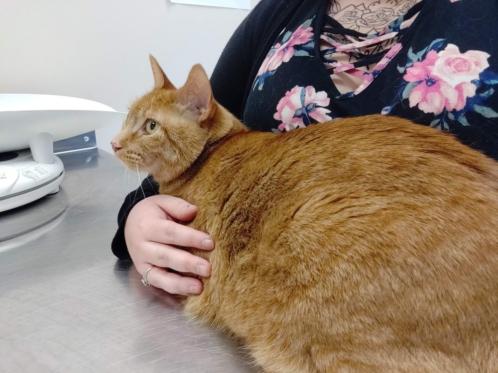 MARTHA LAKE VET CLINIC 12 Photos & 56 Reviews 1332 164th St SW