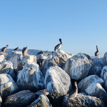 Glass Bottom Boat - California brown pelicans - Boating Near Me - Redondo Beach, California