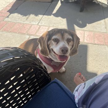 Wag n' Wiggle - Rosie enjoying the sun - Pet Boarding Near Me