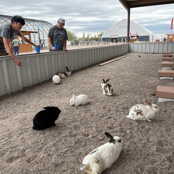 Rooster Cogburn Ostrich Ranch - Petting Zoos Near Me - Picacho, Arizona Rooster Cogburn Ostrich Ranch - Petting Zoos Near Me - Picacho, Arizona