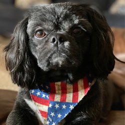 Wags & Whiskers - Teddy