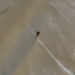Beg bugs! Beg bugs!