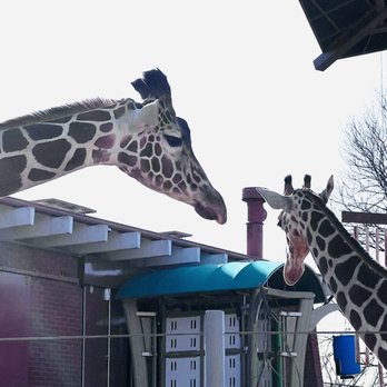 Denver Zoo - Giraffes - Zoos Near Me - Denver, Colorado Denver Zoo - Giraffes - Zoos Near Me - Denver, Colorado