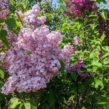 Centennial Lilac Garden - Parks Near Me - Niagara Falls, Ontario Centennial Lilac Garden - Parks Near Me - Niagara Falls, Ontario
