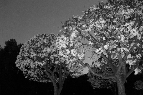 Malaga Cove by null