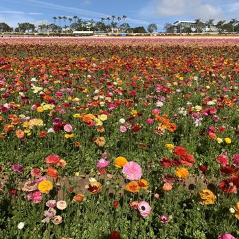 The Flower Fields - Venues & Event Spaces Near Me - Carlsbad, California The Flower Fields - Venues & Event Spaces Near Me - Carlsbad, California