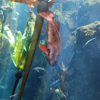 Oregon Coast Aquarium - Aquariums Near Me - Newport, Oregon Oregon Coast Aquarium - Aquariums Near Me - Newport, Oregon