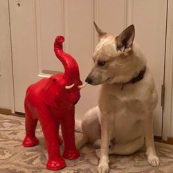 Route 13 Outlet Market - Purchased RED elephant with my little man