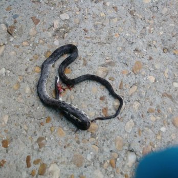 On The Go Services - Caputure off snake - Pest Control Near Me - Bowie, Maryland