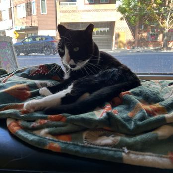 Seattle Meowtropolitan - Themed Cafes Near Me - Seattle, Washington Seattle Meowtropolitan - Themed Cafes Near Me - Seattle, Washington