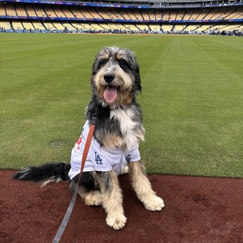 Rooted Dog Training - This was a core memory for all of us. Thankful to take him everywhere with us. We live Rooted Dog Training! - Pet Training Near Me