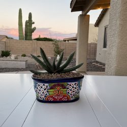 Marcia's Garden