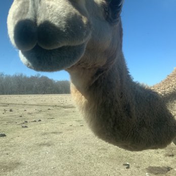 Wild Country Safari Park - Camel - Zoos Near Me - Epps, Louisiana Wild Country Safari Park - Camel - Zoos Near Me - Epps, Louisiana