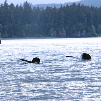 Hoonah Travel Adventures - Mother & Baby Humpback - Whale Watching Tours Near Me - Hoonah, Alaska Hoonah Travel Adventures - Mother & Baby Humpback - Whale Watching Tours Near Me - Hoonah, Alaska