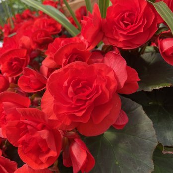 Byrne Farm - a close up of a bunch of red flowers - Farmers Market Near Me - Wrightstown, New Jersey