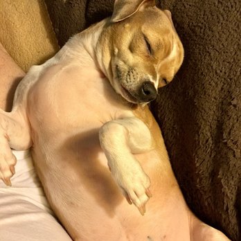 lincoln ave veterinary clinic