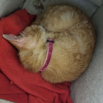 The Casual Cat Cafe - Pet Stores Near Me - Richland Hills, Texas