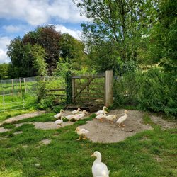 Weald & Downland Living Museum - Ducklings that chased people for food