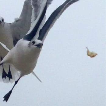 IB Magee Beach Park - This Seagull is getting a piece of hubby's sandwich lol - Beaches Near Me - Port Aransas, Texas IB Magee Beach Park - This Seagull is getting a piece of hubby's sandwich lol - Beaches Near Me - Port Aransas, Texas
