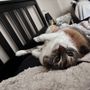 Photo of Tails and Scales Animal Rescue