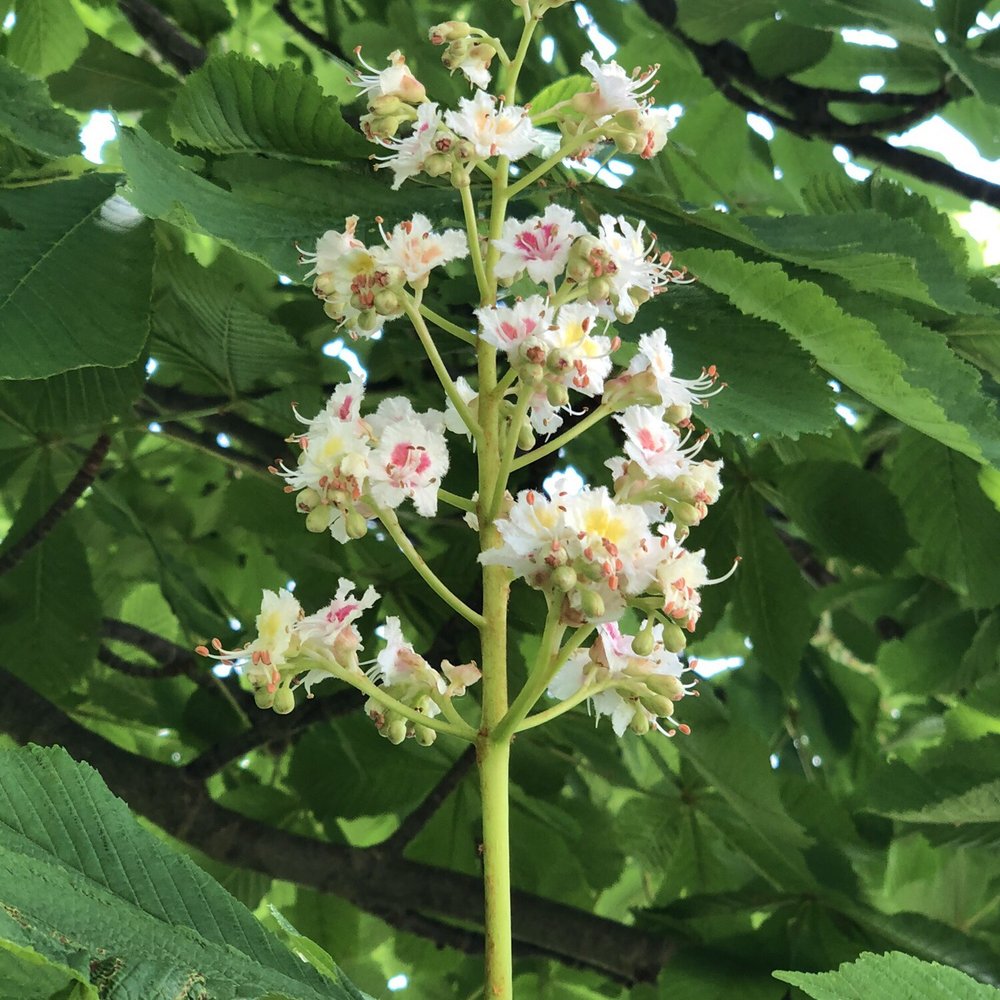 Georges Island - Chestnut tree blossom - Parks Near Me Georges Island - Chestnut tree blossom - Parks Near Me