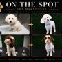 On The Spot Mobile Dog Spa
