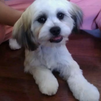 For Paws Only - Pet Groomers Near Me