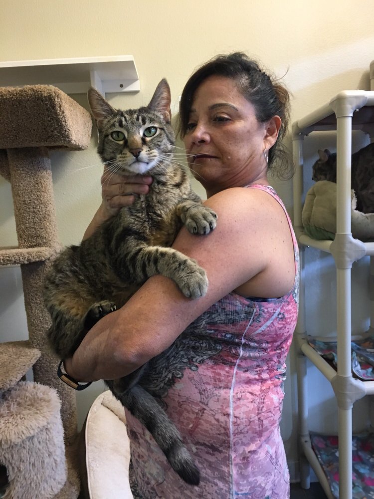 SIMPLY CATS ADOPTION CENTER 21 Photos & 18 Reviews 2833 S Victory