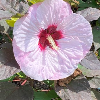 Edgy ZEN Spa - It was so wonderful to exhale and relax my mind. The scenery was very peaceful. It was well worth it. Thanks Edgy Zen. - Yoga Near Me - Alexandria, Virginia