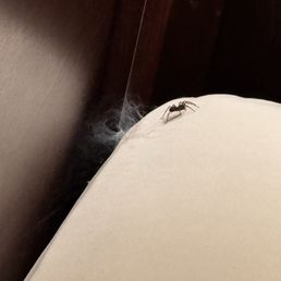 A spider living under the fitted sheet in a "clean room" A spider living under the fitted sheet in a "clean room"