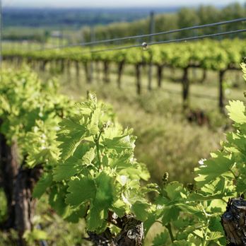 Balboa Winery - vines in a vineyard - Wine Tasting Room Near Me - Walla Walla, Washington Balboa Winery - vines in a vineyard - Wine Tasting Room Near Me - Walla Walla, Washington