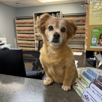 Alpine Veterinary Hospital - "Little" helping check people in - Veterinarians Near Me - Hood River, Oregon Alpine Veterinary Hospital - "Little" helping check people in - Veterinarians Near Me - Hood River, Oregon