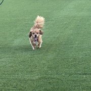 PROJECT PUP - Updated December 2025 - 19 Photos - Phoenix, Arizona