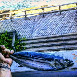 Maui Sporting Goods Spearfishing Specialties- Honolulu - This store will bless you with the worlds offerings