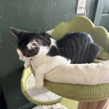 The Purrfect Bean - Cat - Themed Cafes Near Me - Richmond, Virginia The Purrfect Bean - Cat - Themed Cafes Near Me - Richmond, Virginia