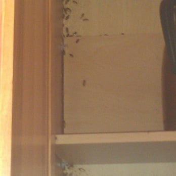 Bug Man - Pest Control Near Me - Thornton, Colorado Bug Man - Pest Control Near Me - Thornton, Colorado