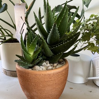 Camelback Flowershop - Aloe Plant - Florists Near Me - Phoenix, Arizona Camelback Flowershop - Aloe Plant - Florists Near Me - Phoenix, Arizona