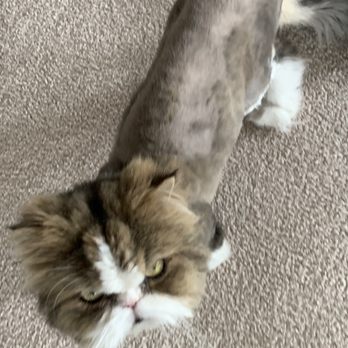 A Cut Above - Pet Groomers Near Me - Colorado Springs, Colorado A Cut Above - Pet Groomers Near Me - Colorado Springs, Colorado
