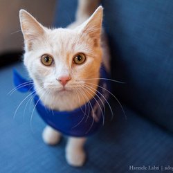 City Dogs & City Kitties Rescue