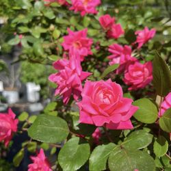 Burns Garden Center