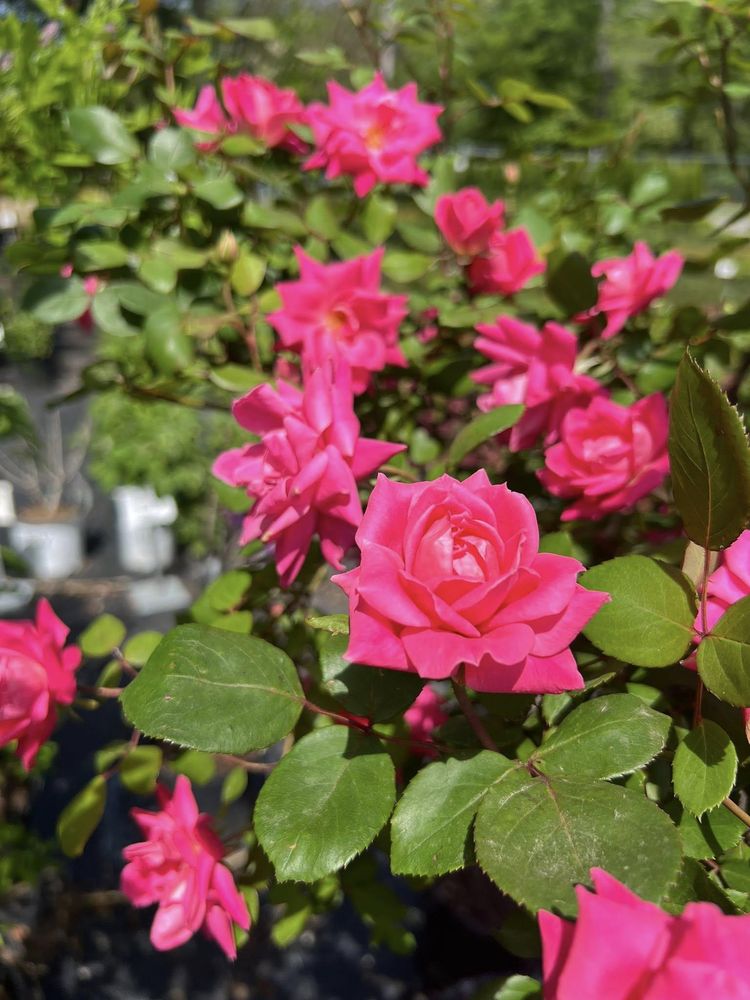 Burns Garden Center - tree service in Dickson, TN