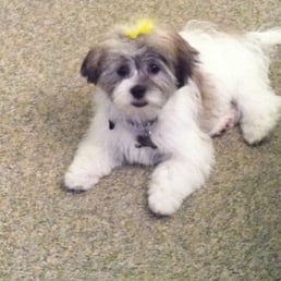 olive's first cut- summer 2011
